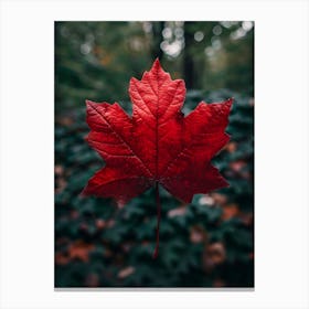 Red Maple Leaf Canvas Print