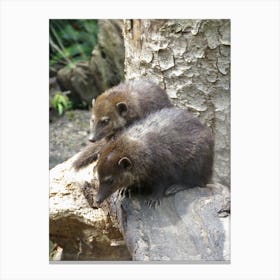 Mammals Animals in the Woodland  Canvas Print