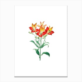 Vintage Red Flower Alstromeria Botanical Illustration on Pure White n.0078 Canvas Print
