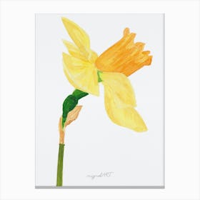 Daffodil 10 Canvas Print