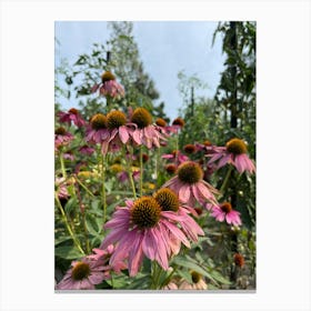 Pink Coneflowers Canvas Print