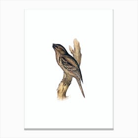 Vintage Tawny Shouldered Frogmouth Bird Illustration on Pure White n.0118 Canvas Print
