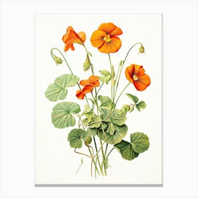 Nasturtiums Flower Vintage Botanical 1 Canvas Print