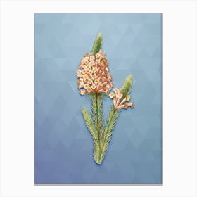Vintage Heather Briar Root Bruyere Botanical Art on Summer Song Blue n.0647 Canvas Print