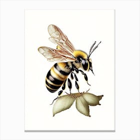 Stinger Bee 6 Vintage Canvas Print