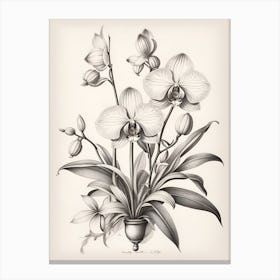 Orchids 1 Canvas Print