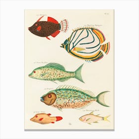 Colourful And Surreal Illustrations Of Fishes Found In Moluccas (Indonesia) And The East Indies, Louis Renard(34) Canvas Print