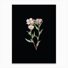 Vintage Pale Corona Amaryllis Botanical Illustration on Solid Black Canvas Print