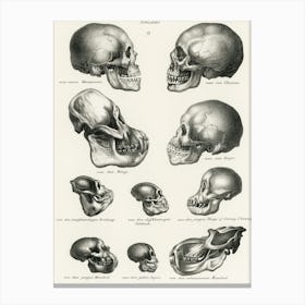 Skulls Of Various Animals Canvas Print