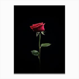 Single Rose On Black Background 25 Canvas Print