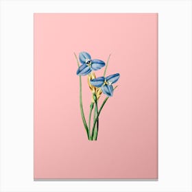 Vintage Sapphire Patersonia Botanical on Soft Pink n.0166 Canvas Print