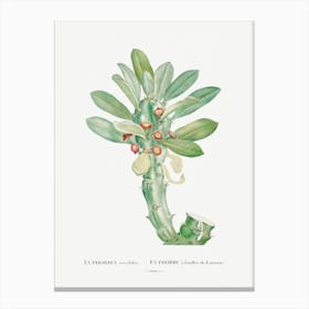 Euphorbia Neriifolia, Pierre Joseph Redoute Canvas Print