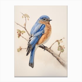 Vintage Bird Drawing Bluebird 2 Canvas Print