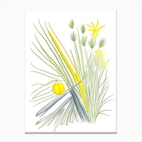 Lemon Grass Spices And Herbs Pencil Illustration 5 Canvas Print