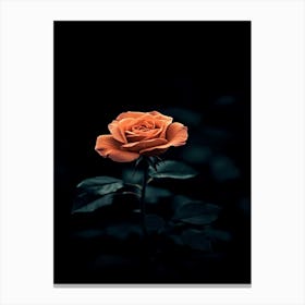 Dark Rose 144 Canvas Print