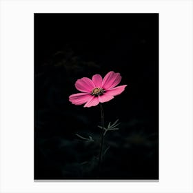 Pink Flower In The Dark Canvas Print