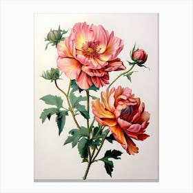 Peonies 13 Canvas Print