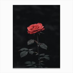 Dark Rose 38 Canvas Print