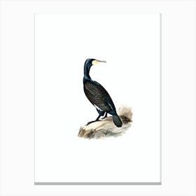 Vintage Great Cormorant Bird Illustration on Pure White n.0083 Canvas Print