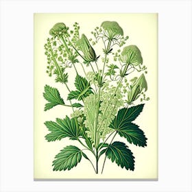 Valerian Herb Vintage Botanical Canvas Print