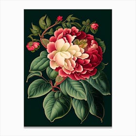 Camellia 3 Floral Botanical Vintage Poster Flower Canvas Print