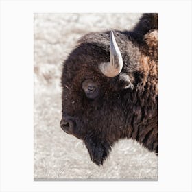 Western Bison Profile Canvas Print