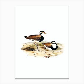 Vintage Black Breasted Pewit Bird Illustration on Pure White n.0383 Canvas Print