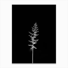 Black And White Canvas Print