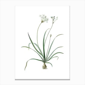 Vintage Allium Fragrans Botanical Illustration on Pure White n.0714 Canvas Print