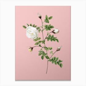 Vintage Silver Flowered Hispid Rose Botanical on Soft Pink n.0669 Canvas Print