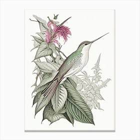 Hummingbird In Foliage Vintage Botanical Line Drawing Canvas Print