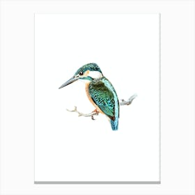 Vintage Common Kingfisher Bird Illustration on Pure White n.0130 Canvas Print