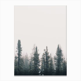 Foggy Pine Trees Canvas Print