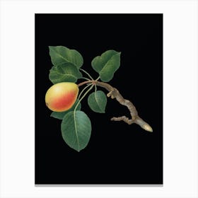 Vintage Pear Botanical Illustration on Solid Black n.0257 Canvas Print