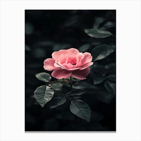 Pink Rose 16 Canvas Print