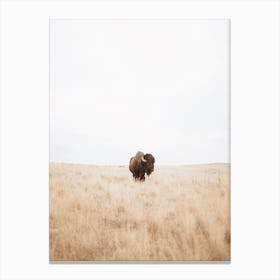 Single Bison In Field Canvas Print