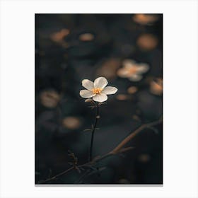 White Flower In The Dark 24 Canvas Print