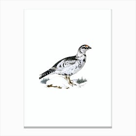 Vintage Black Grouse And Willow Ptarmigan Hybrid Bird Illustration on Pure White n.0152 Canvas Print