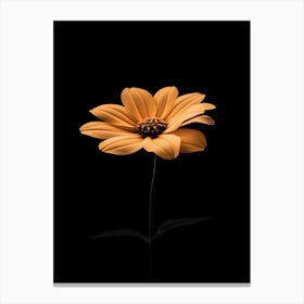 Single Orange Flower On Black Background Canvas Print