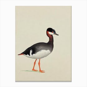 Grebe Illustration Bird Canvas Print