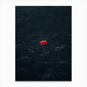 Single Red Poppy 5 Canvas Print