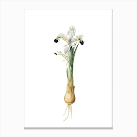 Vintage Iris Persica Botanical Illustration on Pure White n.0398 Canvas Print