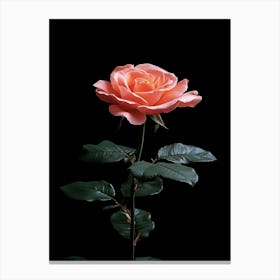 Pink Rose On Black Background 23 Canvas Print