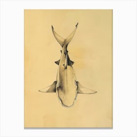 Isistius Genus Shark Vintage Illustration 5 Canvas Print