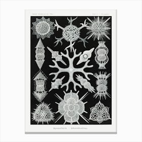 Spumellaria–Schaumstrahlinge (1904) By Ernst Haeckel Canvas Print