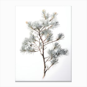 Snowy Pine Branch Isolated On White Canvas Print