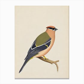 Cedar Waxwing Illustration Bird Canvas Print
