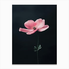 Pink Anemone Flower 1 Canvas Print