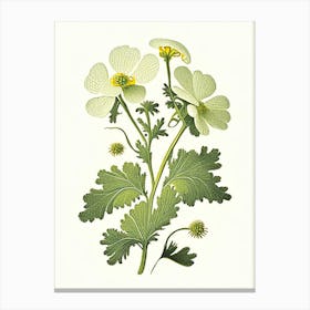 Feverfew Herb Vintage Botanical Canvas Print