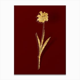 Vintage Ixia Maculata Botanical in Gold on Red n.0191 Canvas Print